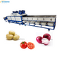 Jalapeno Sorting Machine 