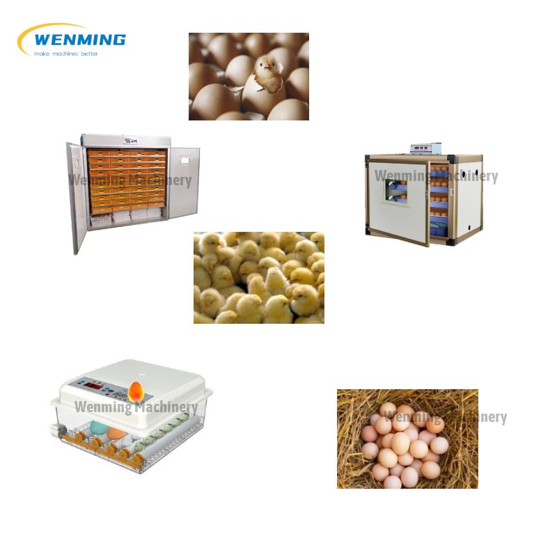 Fully Automatic Large Chick Incubator