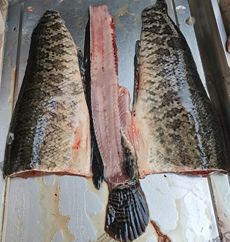 Fish Filleter Machine