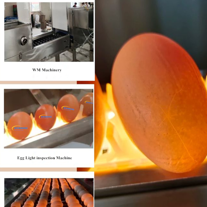 EGG Candling Machine