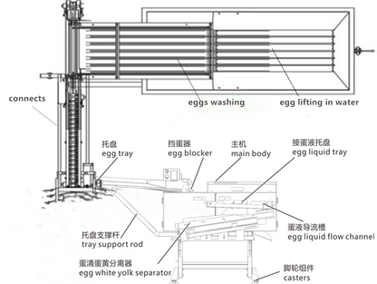 Samll-egg-washing-breaking-separating-line-structure