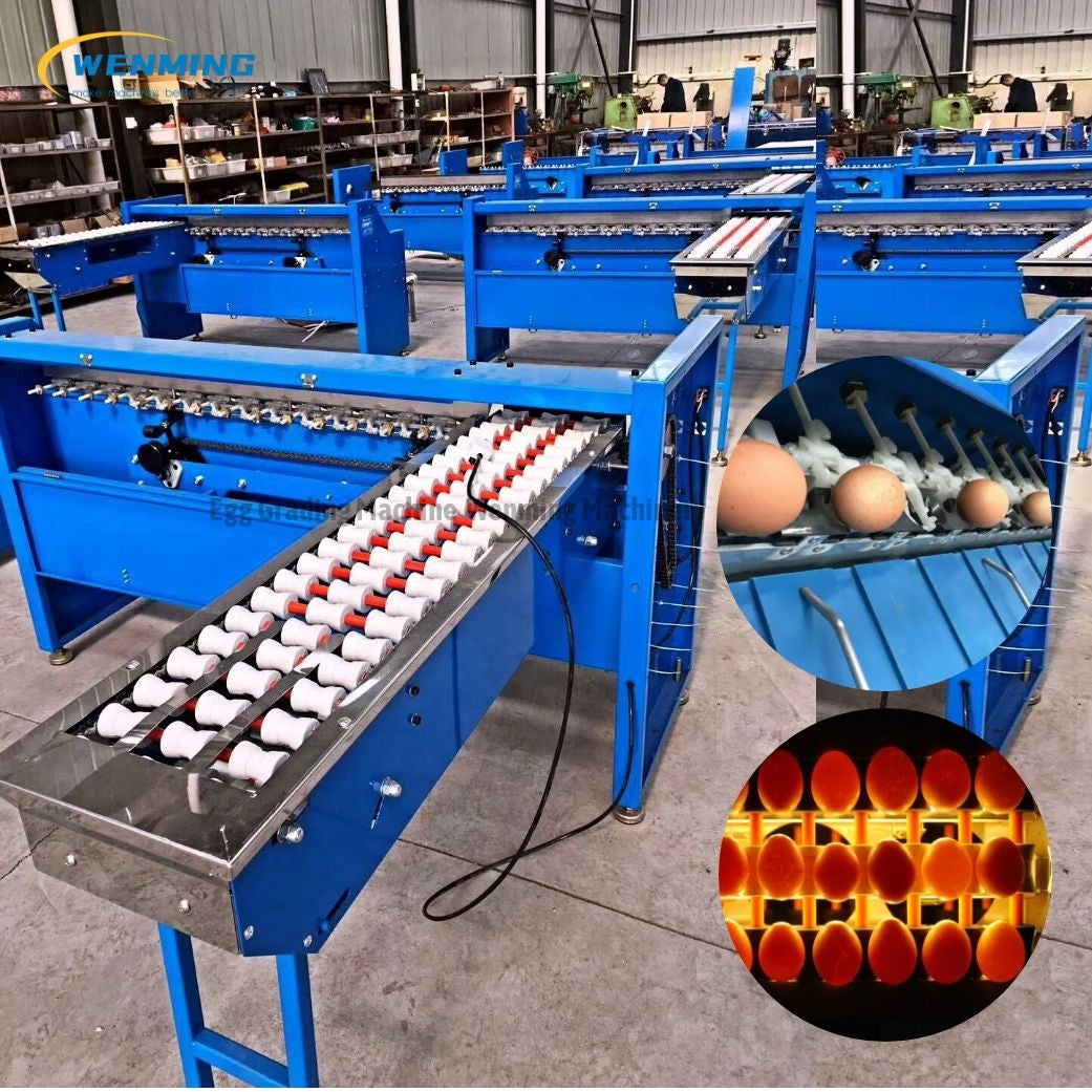 Egg Sorting Machine