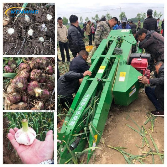 Harvest Garlic