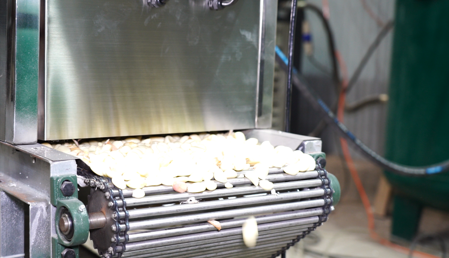 New Chian type Garlic Peeling Machine high capcity – WM machinery
