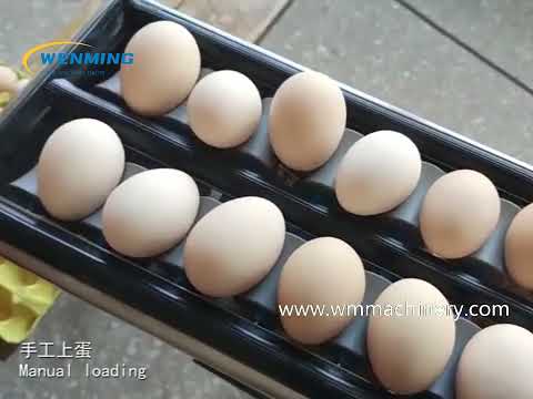 Automatic Egg Grader Machine Grading Eggs by differnt weight